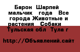 Барон (Шарпей), мальчик 3 года - Все города Животные и растения » Собаки   . Тульская обл.,Тула г.